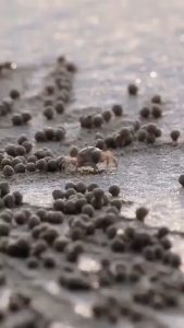 Little sand crab rolling sand into tiny balls