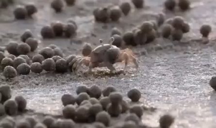 Little sand crab rolling sand into tiny balls
