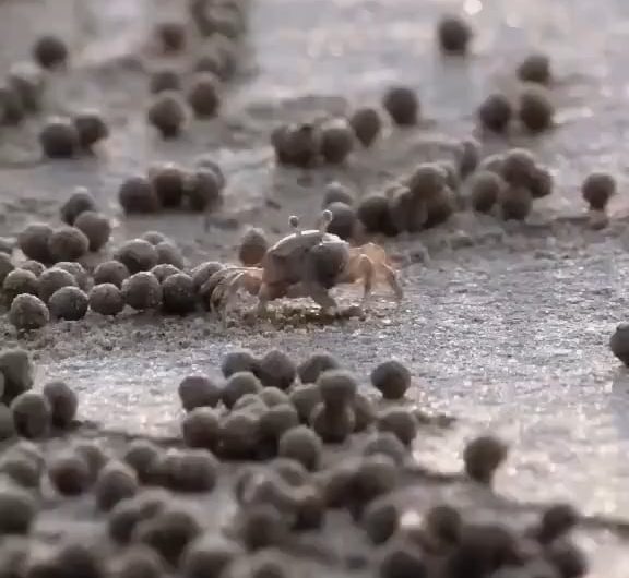 Little sand crab rolling sand into tiny balls