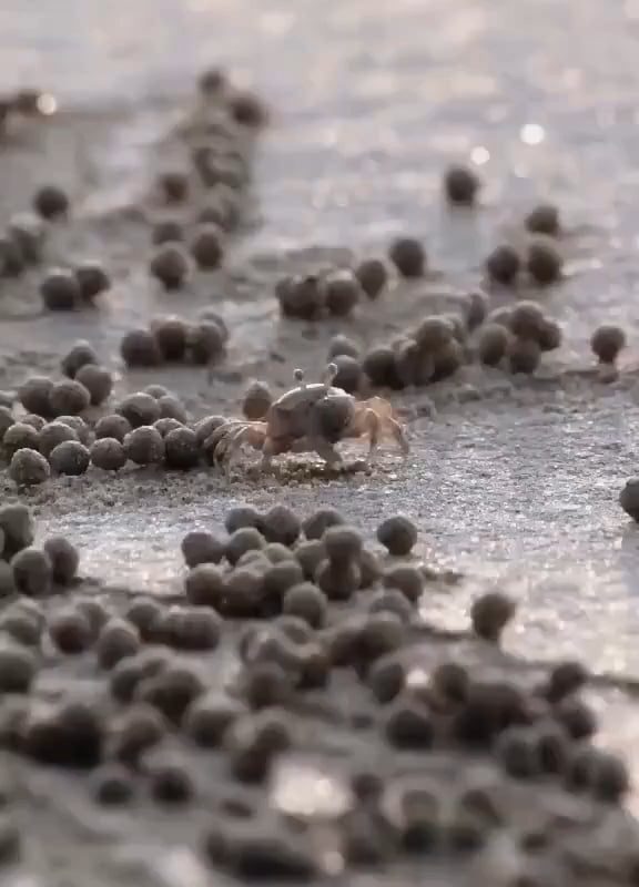 Little sand crab rolling sand into tiny balls