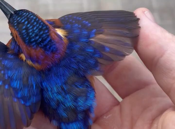 Look at this beautiful pigmy kingfisher in Gabon. They are a tiny, insect-eating bird celebrated for its plumage.