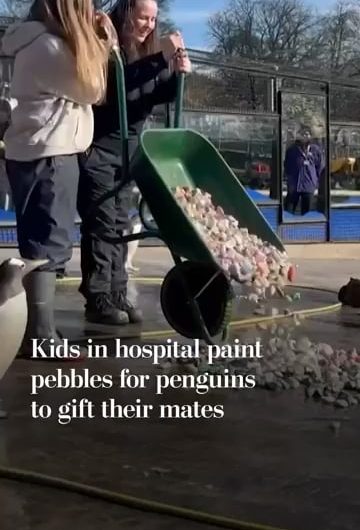 Love is in the air at Edinburgh zoo. Peddling makes the start of the breeding season for gentoo penguins. Kids at Edinburgh children’s hospital charity painted pebbles for the penguins to choose from and present to their mates.