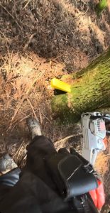 Lumberjack creates a mesmerizing felling