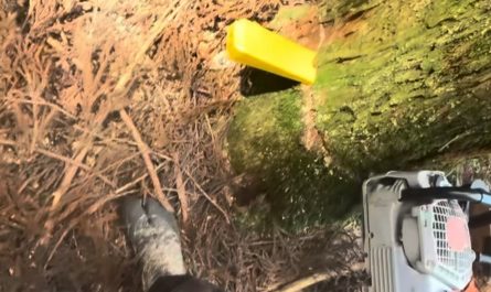 Lumberjack creates a mesmerizing felling