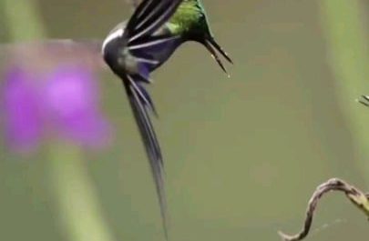 *