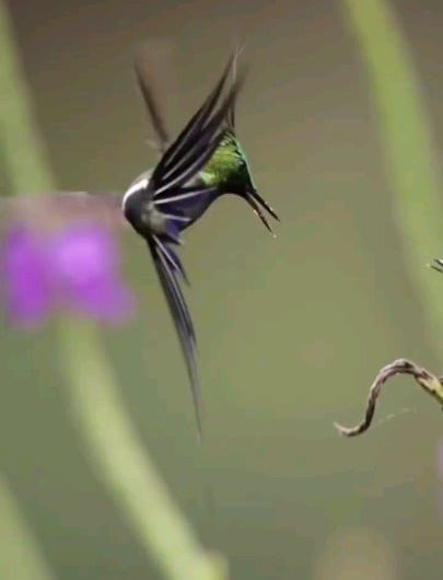 Male hummingbird shows off his moves in front of a female.