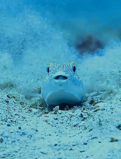 Male pufferfish creates sand art to attract a potential partner