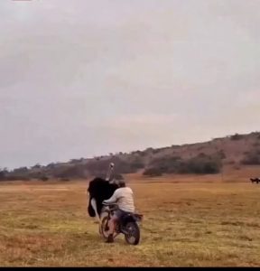 Man beats the ostrich