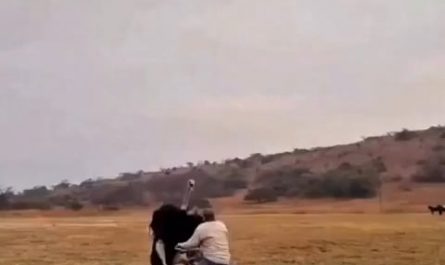 Man beats the ostrich