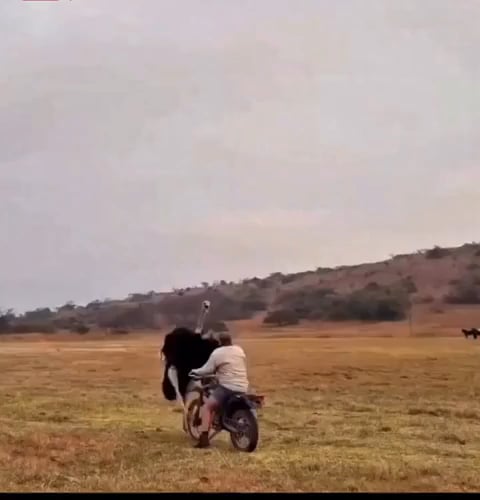 Man beats the ostrich