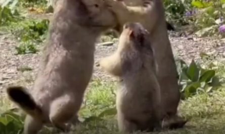 Marmot baby tries to solve adult problems.
