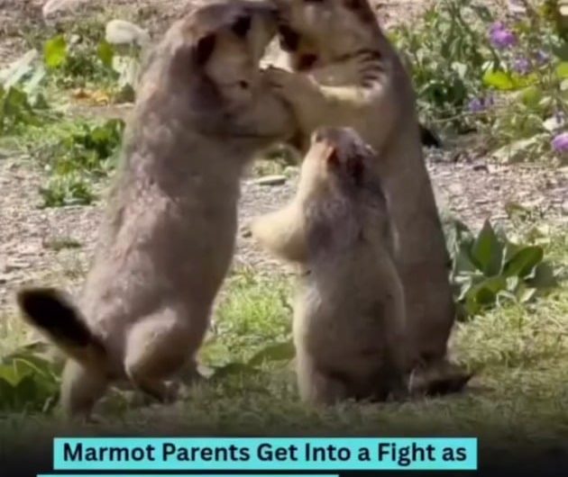 Marmot baby tries to solve adult problems.