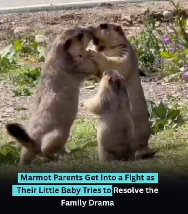 Marmot baby tries to solve adult problems.