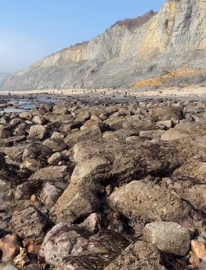 Mesmerizing fossil extraction
