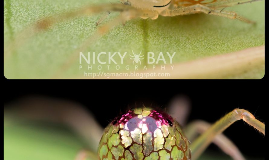 Mirror-Ball Spiders: these spiders are covered in shimmering, mirror-like panels that can shrink or expand; the panels are produced by a digestive secretion known as guanine, which seeps into the lining of the spider’s gut and forms crystalline structures just beneath the surface of the abdomen