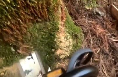 More tree(s) felling