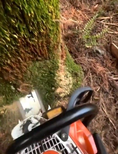 More tree(s) felling