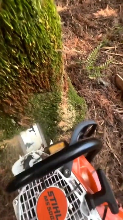 More tree(s) felling