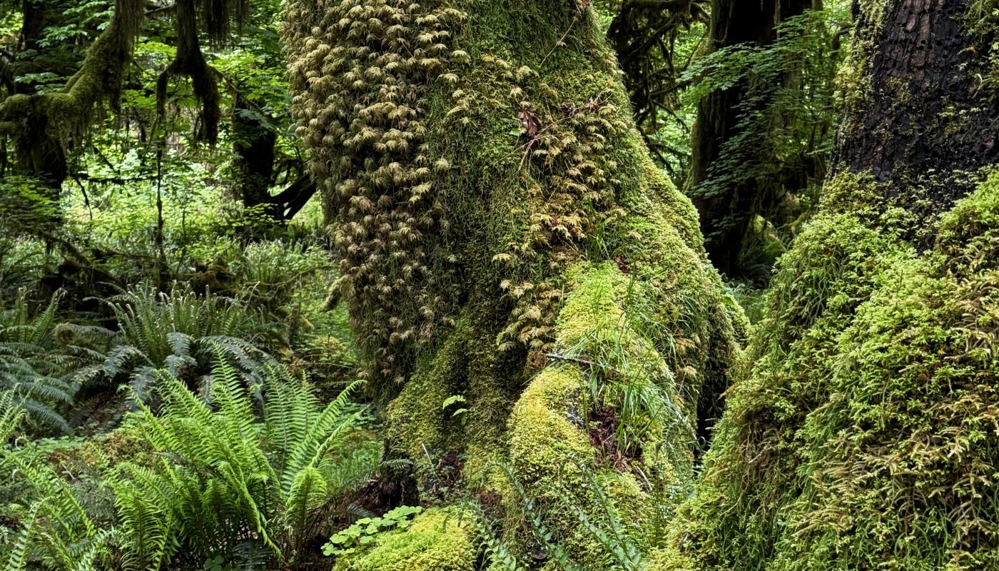 Moss-covered trees