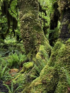 Moss-covered trees