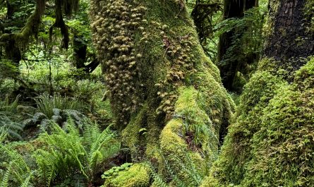 Moss-covered trees