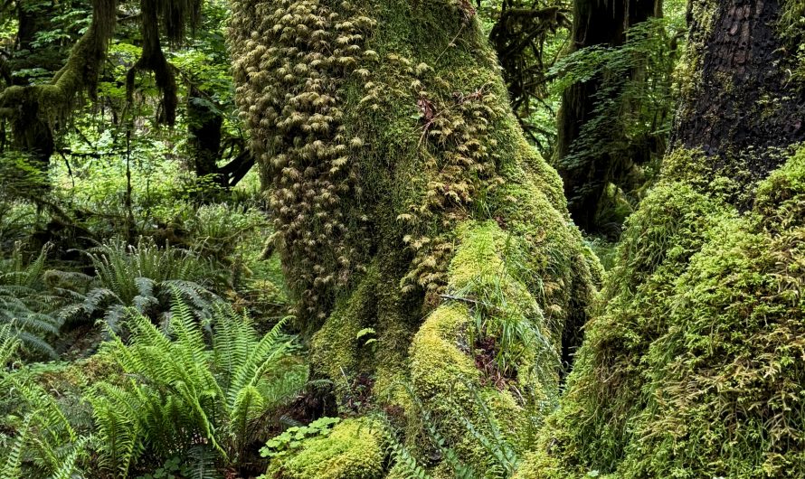 Moss-covered trees