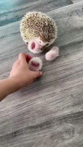 Mother Hedgehog with her babies