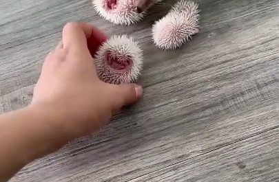 Mother Hedgehog with her babies