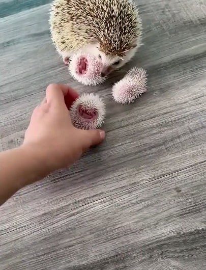 Mother Hedgehog with her babies