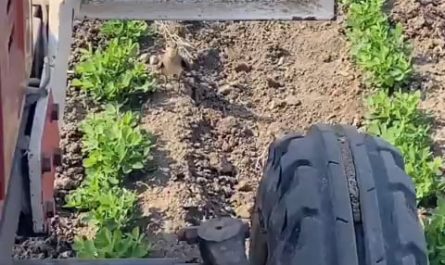 Mother bird stood her ground and risked it all to save her unhatched eggs from a tractor