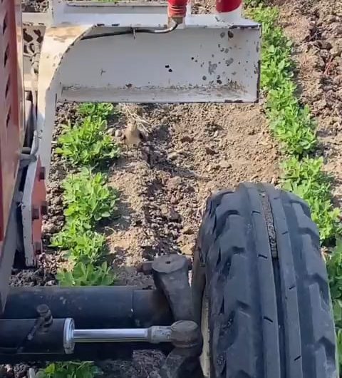 Mother bird stood her ground and risked it all to save her unhatched eggs from a tractor