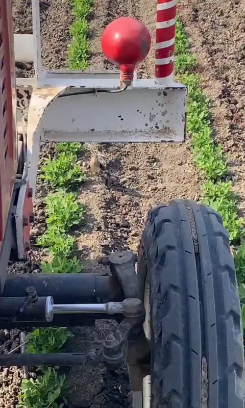 Mother bird stood her ground and risked it all to save her unhatched eggs from a tractor