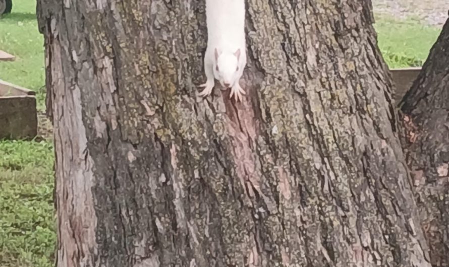 My family’s land, that I know of since 2011 has had speckled squirrels and 2 known of albino squirrels. I got to see the latest albino one today. He hangs out with a squirrel with a single white speckle on its tail tip.