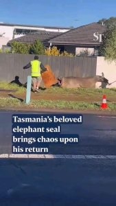 Neil the seal is back on shore in Hobart, Australia for moulting season, bringing chaos wherever he goes.