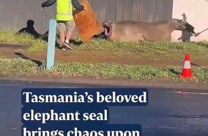 Neil the seal is back on shore in Hobart, Australia for moulting season, bringing chaos wherever he goes.