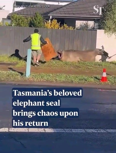 Neil the seal is back on shore in Hobart, Australia for moulting season, bringing chaos wherever he goes.