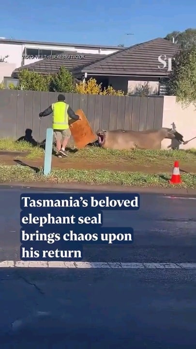 Neil the seal is back on shore in Hobart, Australia for moulting season, bringing chaos wherever he goes.