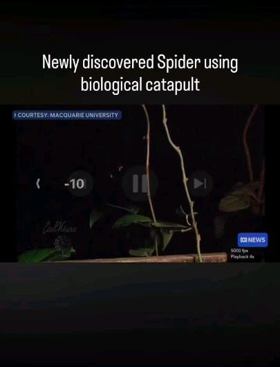 Newly discovered “ballista spider” uses a biological catapult to catch its prey.
