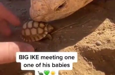 Newly hatched baby tortoise meets its giant father tortoise.