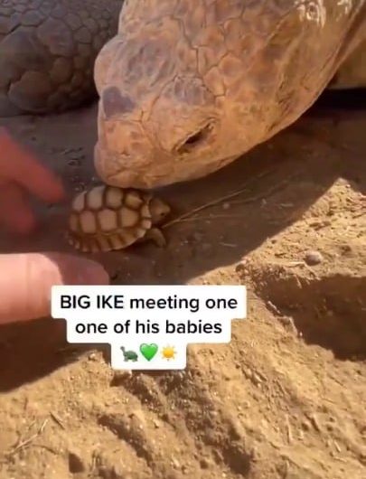Newly hatched baby tortoise meets its giant father tortoise.