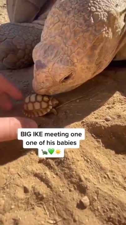 Newly hatched baby tortoise meets its giant father tortoise.