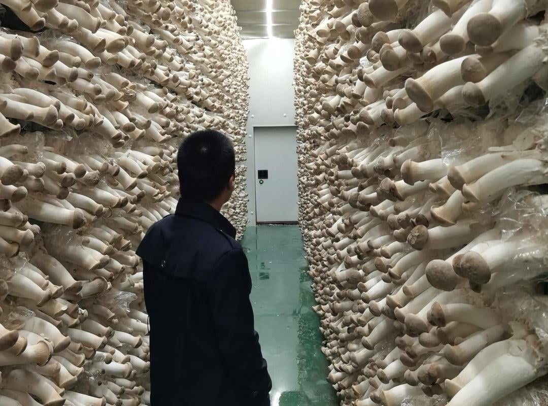 Nice Mushroom Farm