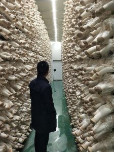 Nice Mushroom Farm