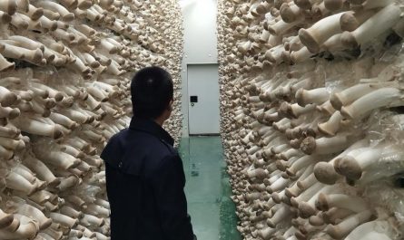 Nice Mushroom Farm