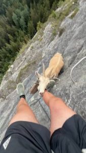 Not the kind of encounter you’d expect on a mountain climb. An Alpine ibex stops to lick salt from a climber’s leg.