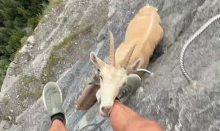 Not the kind of encounter you’d expect on a mountain climb. An Alpine ibex stops to lick salt from a climber’s leg.