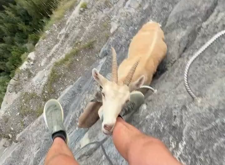 Not the kind of encounter you’d expect on a mountain climb. An Alpine ibex stops to lick salt from a climber’s leg.