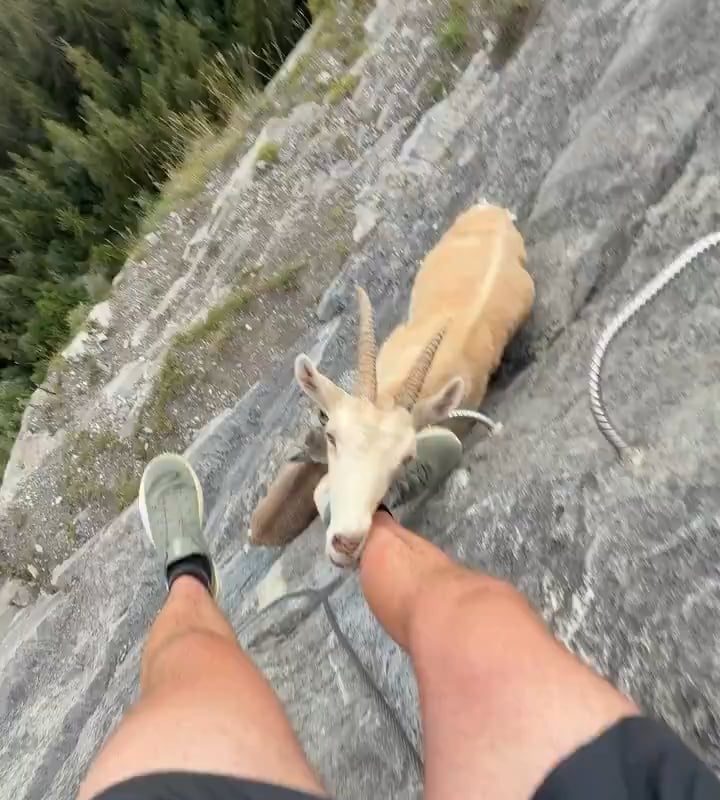 Not the kind of encounter you’d expect on a mountain climb. An Alpine ibex stops to lick salt from a climber’s leg.