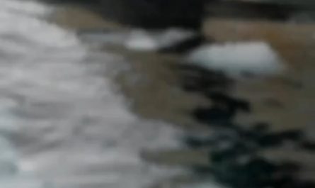 ORCA staring down the photographer