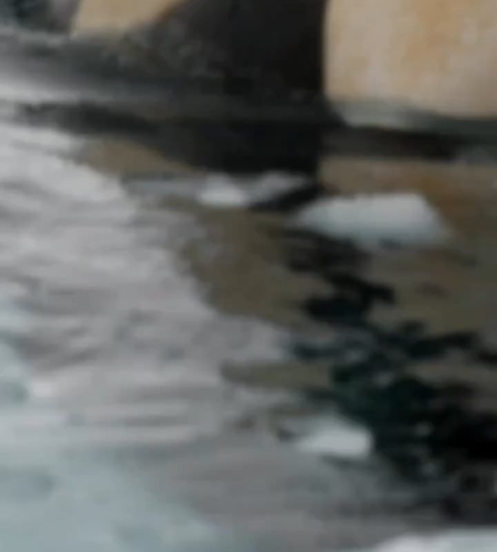 ORCA staring down the photographer